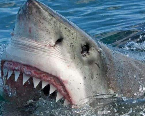 『梅尔维尔鲸』史前巨兽的对决，利维坦鲸对战巨齿鲨，最终获胜的一定是巨齿鲨，原因很简单！