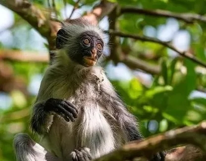 『运势』家有68年猴猴人：明早9点整将有“三喜临门”！