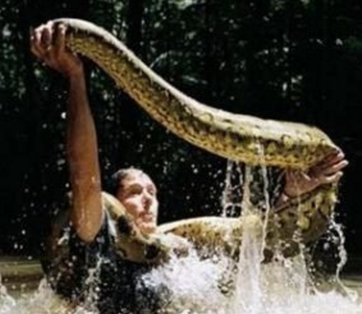 【毒蛇】“世界蛇王”是人而不是蛇，从致命毒蛇到巨蟒，没有他不敢抓的