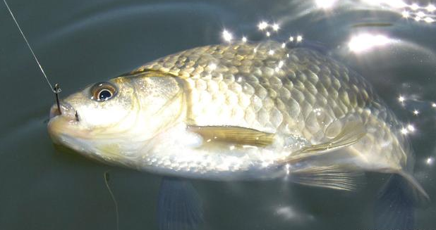 #鲫鱼#不是吹的，按我方法“对付”大板鲫，夏天爆护，轻而易举