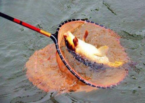 饵料|黑坑钓鱼如何不被坑，掌握这3点，就够了——盛世三渔