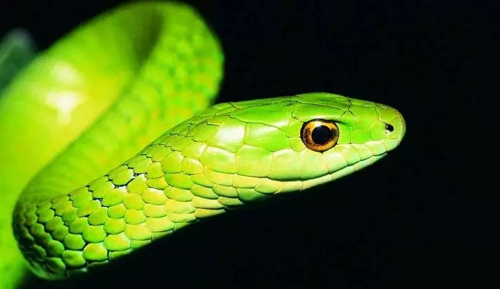 『属蛇』生肖蛇：2020年【闰四月】穿什么颜色的衣服“最倒霉”