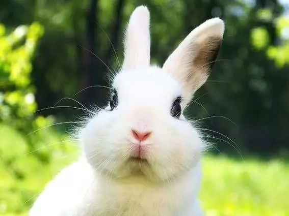 【属兔】“兔兔兔”请注意，3月下旬，有“大事”发生