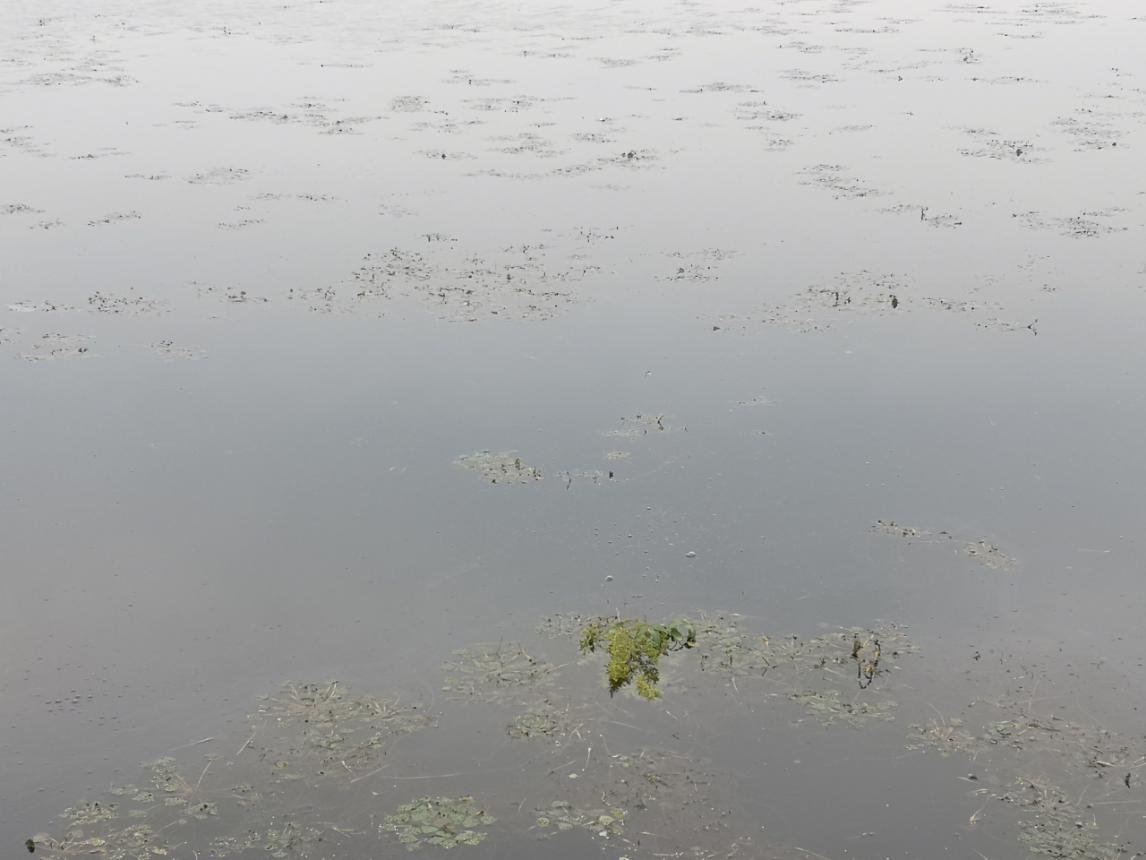 |野钓高手讲述：十分钟找到鱼群的方法