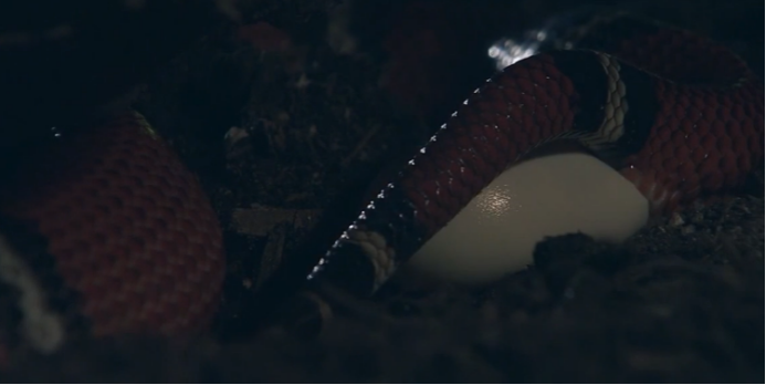 #月球#环颈射毒眼镜蛇严肃,不要靠我太近哦,不然我射死你