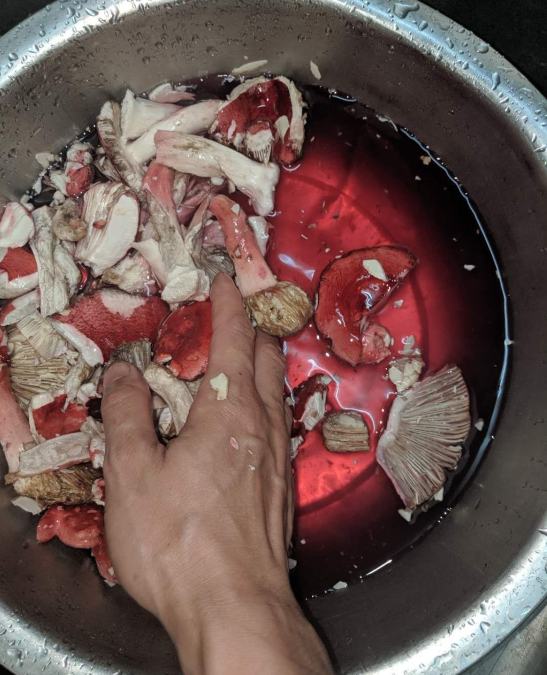 蘑菇|“打算炖一锅蘑菇犒劳自己，朋友还劝我别吃，我看是他眼馋了...”