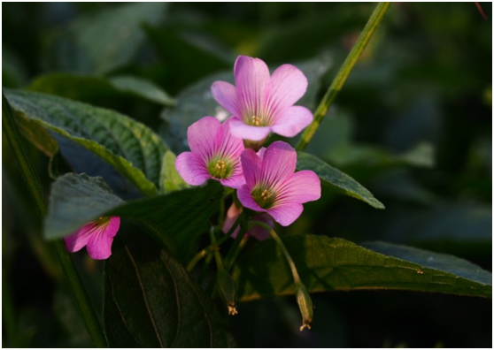 生肖|“性格好、人气旺”的三大生肖，到哪儿都受欢迎，你身边有吗？