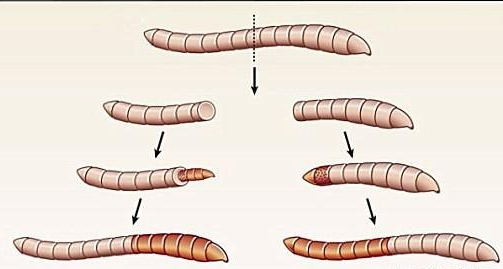 基因|如果把一只蚯蚓切成3段，那么等这3段蚯蚓都长大之后，他们之间是什么关系？