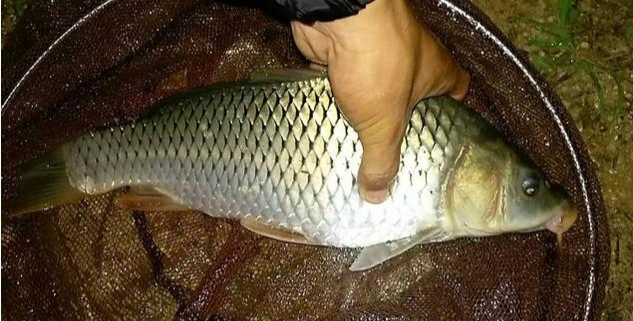 高峰|都说夜钓鱼口好,你却找不到鱼?详细找鱼儿的技巧 看完你就知道了