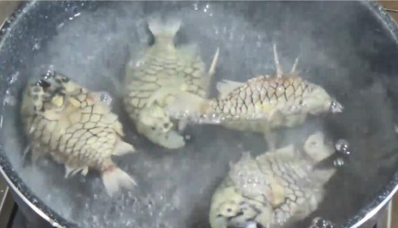 ##世界上最坚硬的鱼，剪刀也无法剪开它，网友：这种鱼有天敌吗？