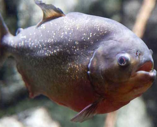 『食人鱼』大自然中，如果黑鱼与食人鱼单挑的话，黑鱼必胜，原因很简单！