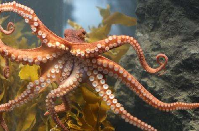 「科学家」如果人类从地球上消失,地球的新主人会是谁?答案让人不可思议