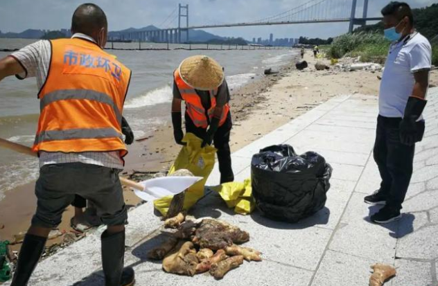 猪蹄|20多吨猪蹄漂上海滩，已经初步查清了来源！