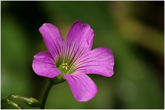生肖|“性格好、人气旺”的三大生肖，到哪儿都受欢迎，你身边有吗？