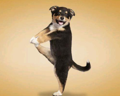 狗和猫看到的颜色跟人类的不一样，有这些原因。