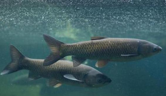 蟋蟀|黄金期钓草鱼技巧，教你如何钓大鱼——盛世三渔