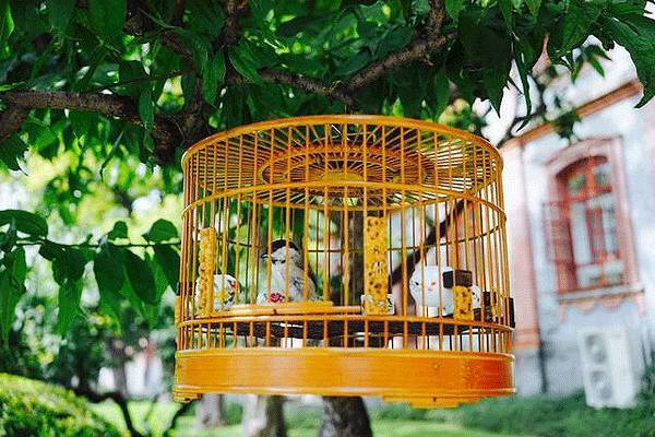 |俗话说;“钓鱼穷三年,玩鸟毁一生”,老祖宗的告诫,年轻人要谨记