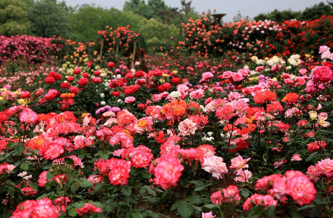 生肖|女强人气势，连男人都服气，甘拜下风的生肖女强人