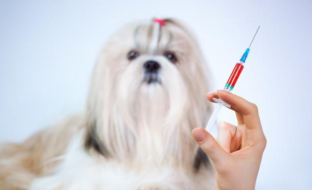 当“被狗咬”和“打针”这俩词联系在一起的时候，人们担心的肯定就是狂犬病的问题了。