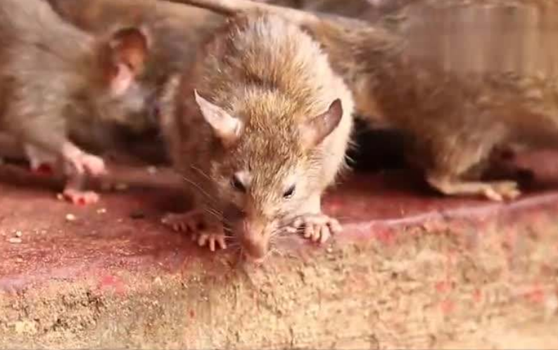 后代▲8只老鼠，一场持续了1780天的“荒诞”实验，真能揭露人类的未来？