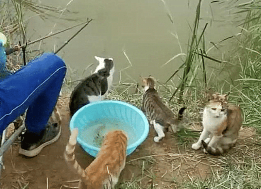 慈溪|钓鱼时引来一群猫咪围观,男子满脸愁容:给的压力太大了吧
