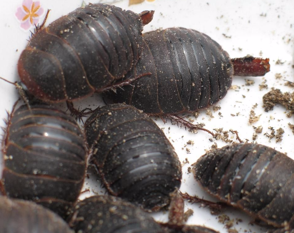 「」关于土鳖虫，你所不知道的一点事情!