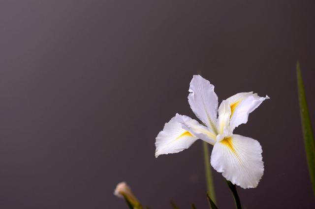 「运势」6月运势攀升，吉星高照，事业大有成就的4大生肖