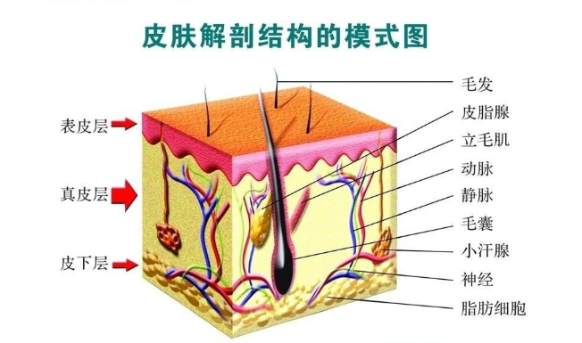 『肝脏』人体的最大器官竟然是它，女生付出大代价保护它