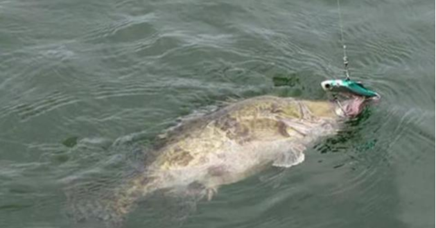 黑鱼|黑鱼怎么钓？老钓手教你几招，快来看看——盛世三渔