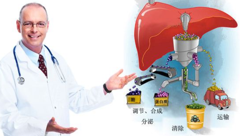 『肝脏』人体的最大器官竟然是它，女生付出大代价保护它