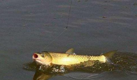 饵料|经验丰富钓鱼总结的主攻草鱼的四大饵料配方——盛世三渔