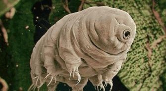 恐龙|五亿年前恐龙没出现，地球是什么模样？科学家：宛如“天堂”