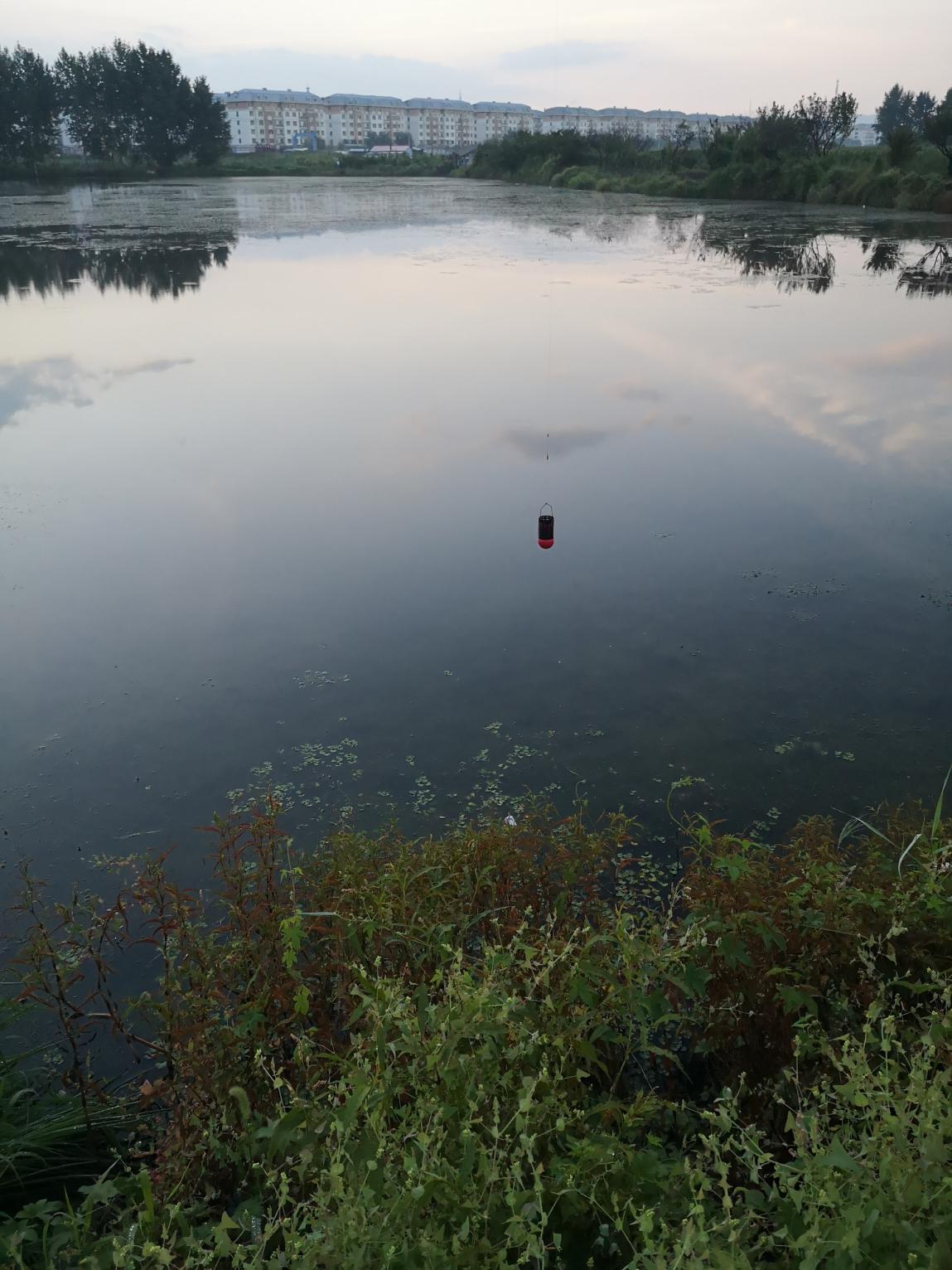|初秋钓大鲫，揭秘老渔人的必杀技