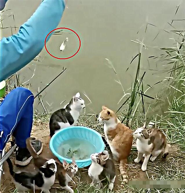 |男子钓鱼引来“特殊观众”围观，男子：心疼它们