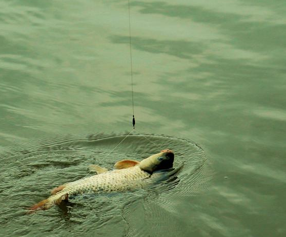 鲤鱼|爆钓“巨物”，如何掌握好遛鱼技巧！——盛世三渔