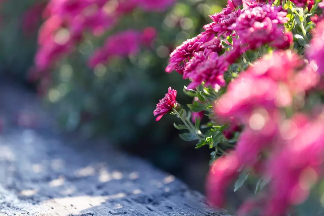 「生肖」6月将会一路高歌,运如雨下,喜事成双的四大生肖