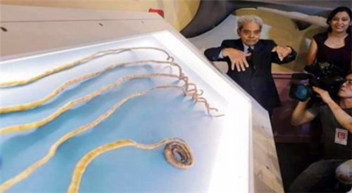 #印度#他66年没剪指甲，将9米长指甲捐给博物馆后，不料却有了意外变化