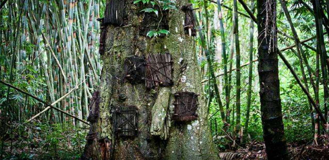 印度尼西亚▲印尼古老传统“树葬”，里面葬的是什么人？看完让人不敢相信