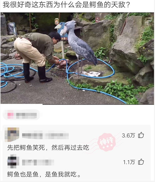 鳄鱼|“我很好奇这东西为什么会是鳄鱼的天敌？”哈哈哈网友是想笑死我