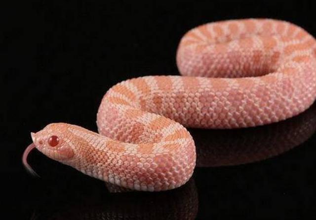 [毒蛇]蛇界中的“铁憨憨”，丢尽毒蛇界的脸，猪鼻蛇当真是个奇葩