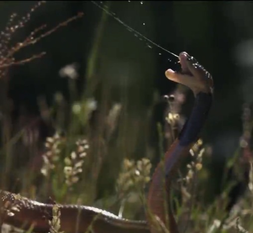 #月球#环颈射毒眼镜蛇严肃,不要靠我太近哦,不然我射死你