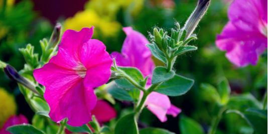 [生肖]谁家男人属此生肖，表里如一不会说谎，从一而终，对爱人最诚实