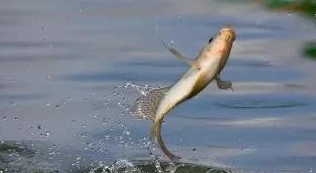 |野钓调漂，总是调不好，掌握这几点让你快速上手