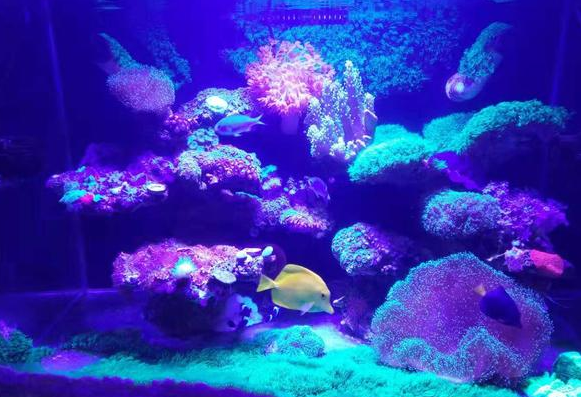 胆小的宠物观赏鱼有这些，常见的金鱼种类基本上胆子都不大。