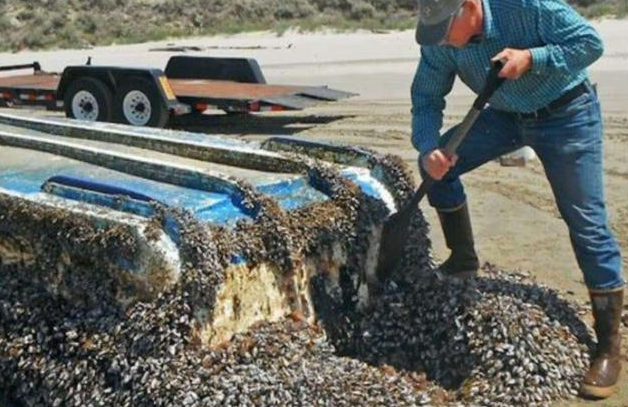 辽宁舰▲辽宁舰刚回国时，船底在船底发现一团“黑东西”，专家看完气愤不已