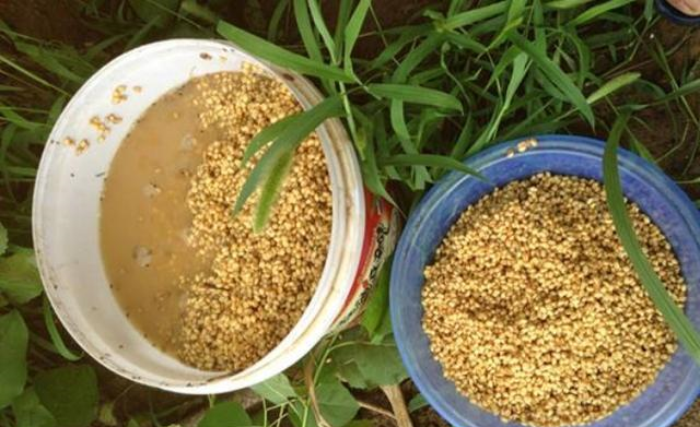 |诱鱼时，我就喜欢用这样一套打窝诀窍，莫不信，知道的人屈指可数