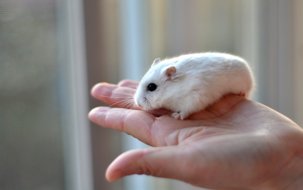 养的仓鼠认不认识主人