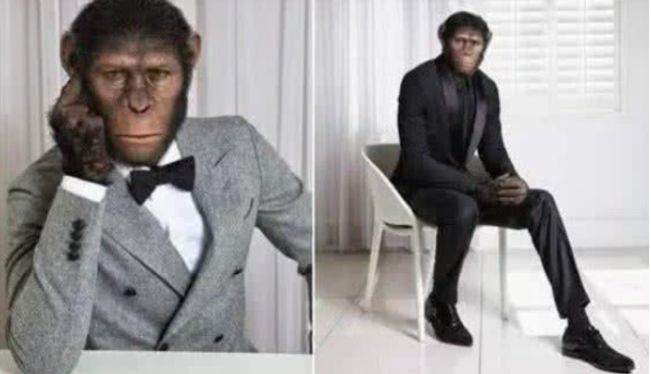 『黑猩猩』与人类婴儿一起长大的黑猩猩,把自己当成人类,结果成了这样