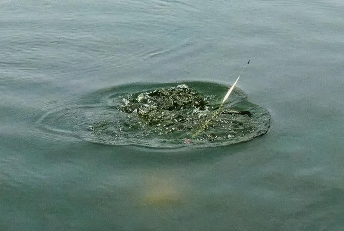 |滑口鱼和轻口鱼总是混淆?要了解两者区别,才不会选错钓法