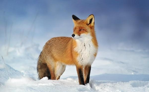 华为|华为，疑自建“芯片生产线”，是“神话”还是“奇迹”？令人憧憬